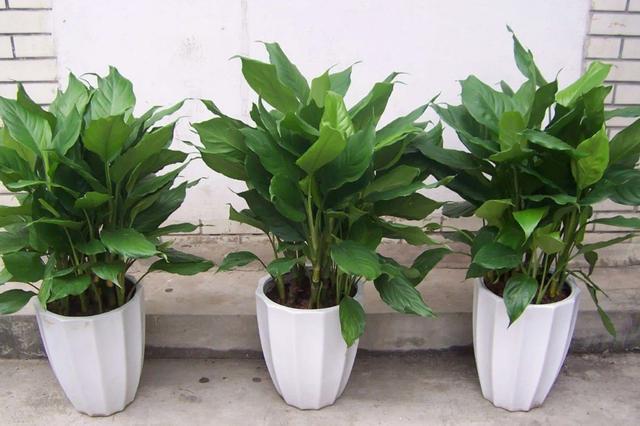 养花就养这5款植物,大吉大利,盆栽打理方法简单
