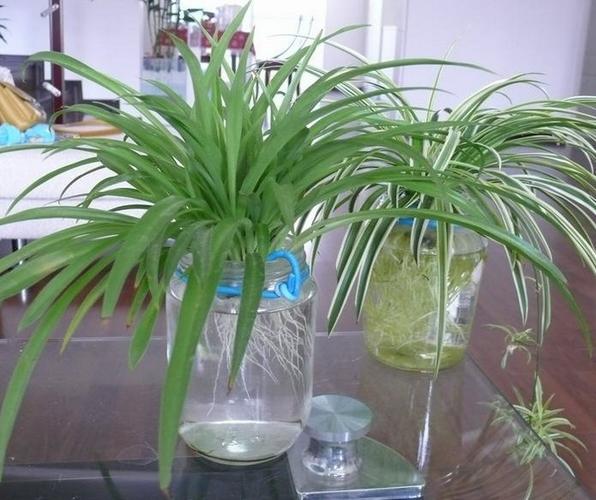 精选室内养殖的水培吊兰植物图片分享!