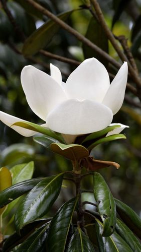 广玉兰的花洁白芬芳它在母亲节悄悄绽放像朵朵盛开的美丽荷花