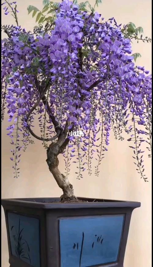 日本紫藤一一紫罗兰丰花系紫罗兰,藤蔓性较弱,适合小型庭院的种植,满
