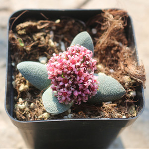 神刀植物神刀图片植物