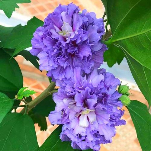 日本重瓣木槿花卉盆栽树苗紫玉木槿蓝紫色蓝莓冰沙阳台庭院植物