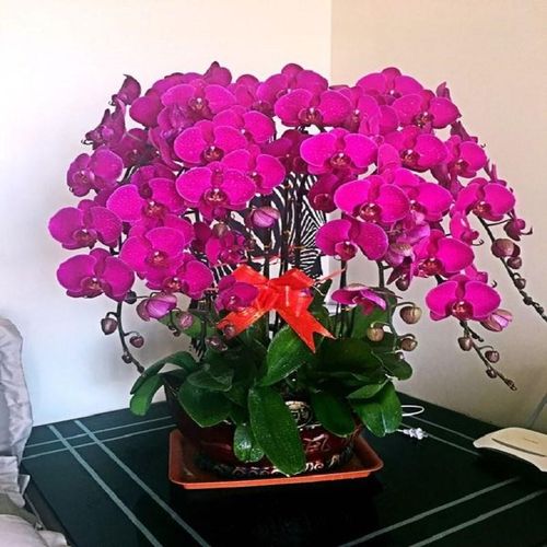 件创意紫色盆栽花卉的落地窗台花苞ins家养客厅四季家里摆设带.