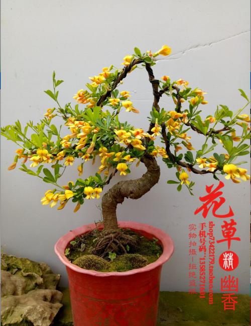 精品花卉金雀梅锦鸡儿金丝雀黄金雀花苗盆景盆栽金雀花苗树桩盆景