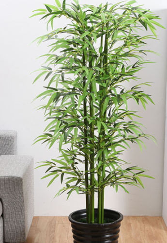 制作竹类盆景,宜选经过培养的盆栽竹,配置较浅的观赏盆.