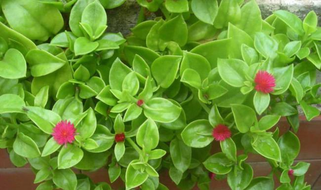 建议:新人养花就盆栽三七花,这种植物学名是牡丹吊兰,具备非常强大的