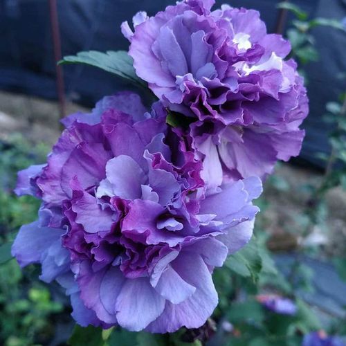 多分枝日本大花重瓣紫玉木槿盆栽苗阳台盆栽庭院绿植花卉带花苞