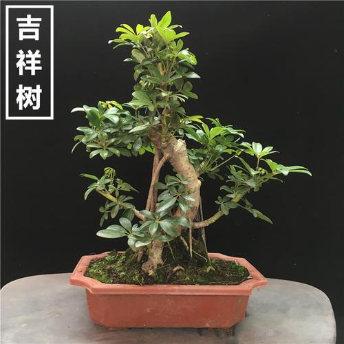 鸭掌木/鸭脚木办公室室内客厅大型盆景植物盆栽花卉鸭掌木盆景造型图