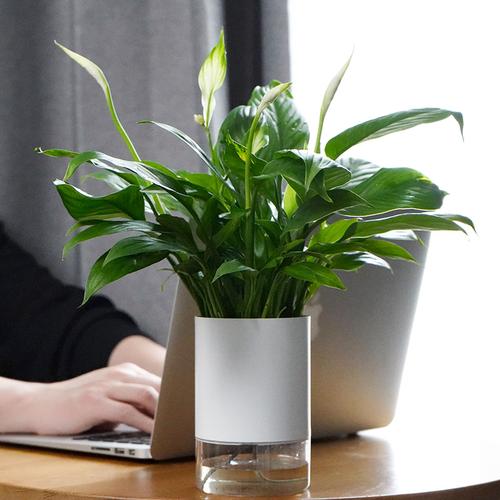 绿植室内盆栽植物好养吸甲醛水培白掌办公室花卉小型桌面懒人盆景