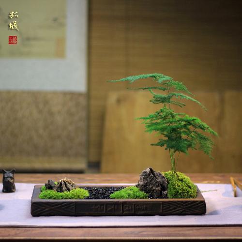 盆景六月雪罗汉松文竹盆栽树桩悬崖植物室内吸水石假山小绿植文竹盆景