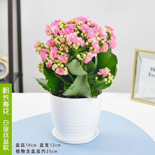 带花盆花的图片大全花盆图片大全图案