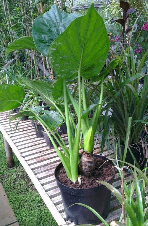 芋头盆栽图片芋头图片植物图片