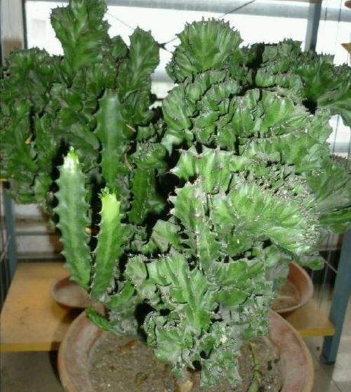 麒麟花长啥样秋麒麟花花语