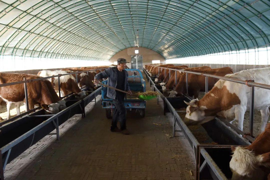 阿旗绍根镇清河子养牛场利用扶贫项目资金购买了优质基础母牛,建设