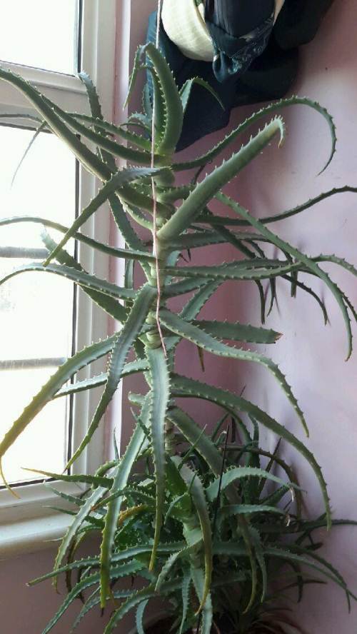 植物龙爪图片植物图片大全大图