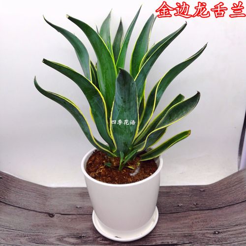 金边龙舌兰盆栽 龙舌兰科植物 甲蟹五色万代吉祥冠室内盆栽花