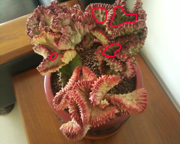 麒麟花长啥样秋麒麟花花语