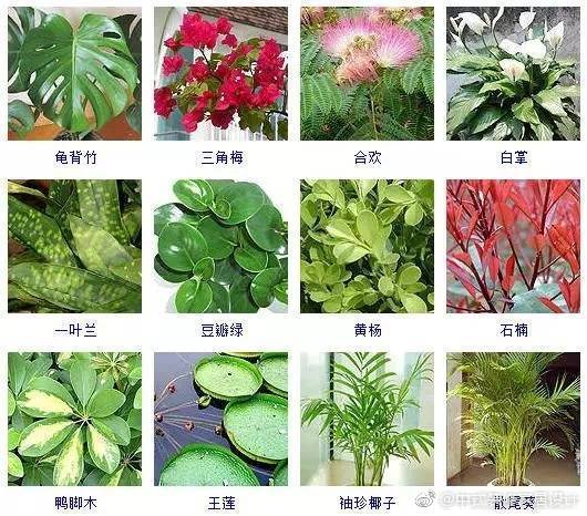 各种绿植名称图片大全大型绿植名称大全图片