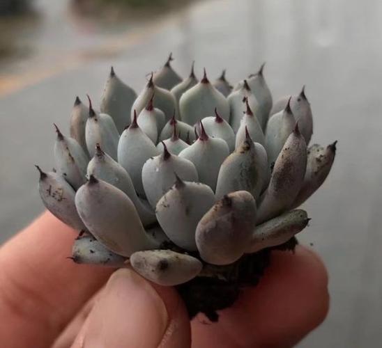 暗黑系黑爪魔爪多肉植物盆栽绿爪雪爪杜里万办公桌阳台肉肉防辐射多肉