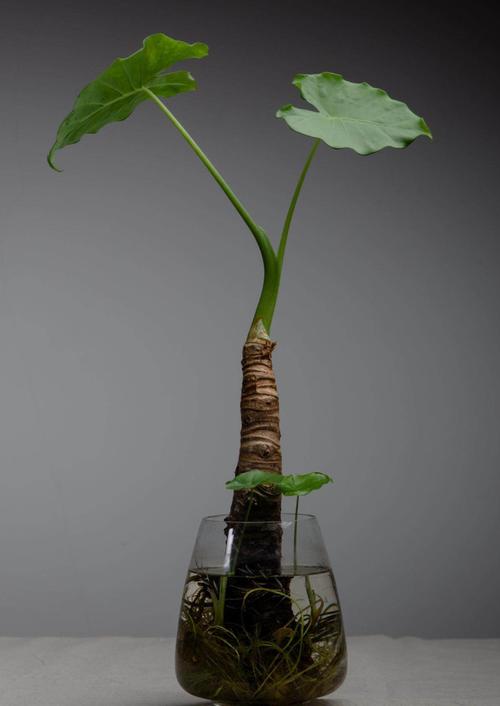 芋头盆栽图片芋头图片植物图片
