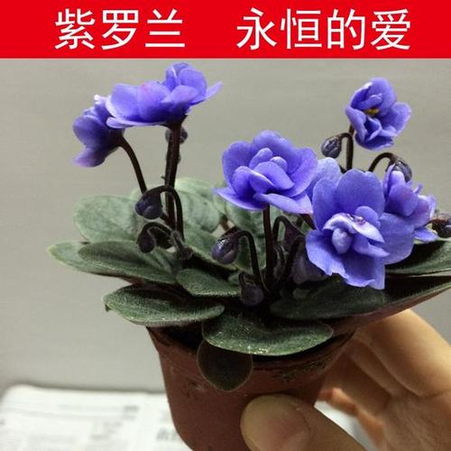 非洲紫罗兰非洲堇 含盆阳台办公室净化空气四季开花花卉重瓣紫罗兰