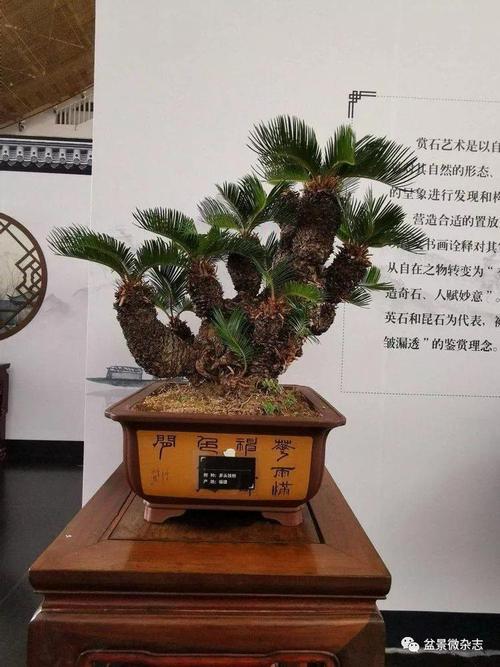 高档铁树盆景欣赏极品铁树盆景图片欣赏