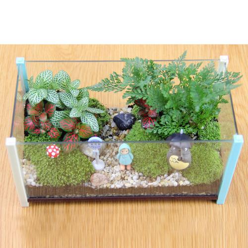 在摩斯微型桌面玻璃盆地工作场所,可以找到具有创意的小型植物二头龙猫锅。