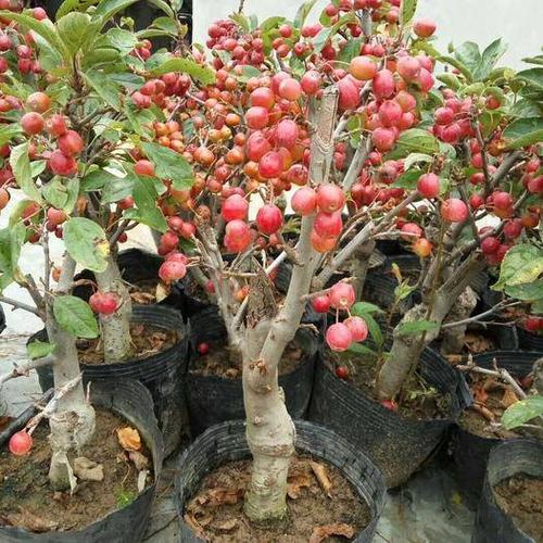 山东省平吉市的果实万岁 冬天的果实 长寿的果实