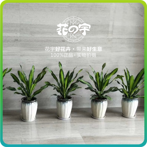 厦门巴西铁盆栽金心也门办公室铁绿植公司形象墙植物