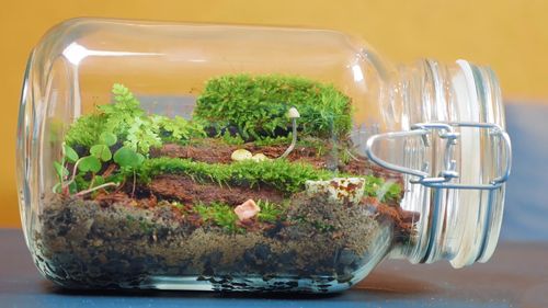 他创造了一个生态瓶子,里面有微型景观,在客厅里看起来很好看,价格不高。