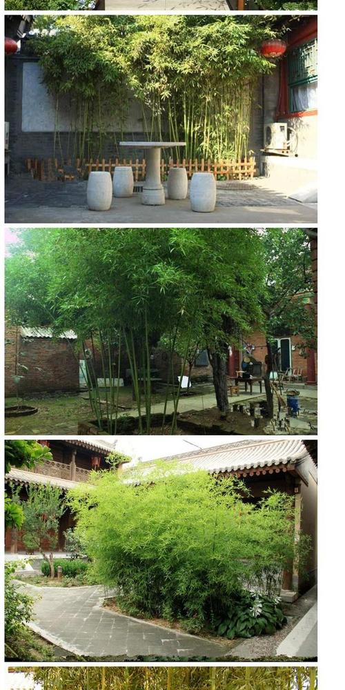 庭院里的竹子,实际的竹子, 金竹壶,竹苗, 和地球的送货工厂。
