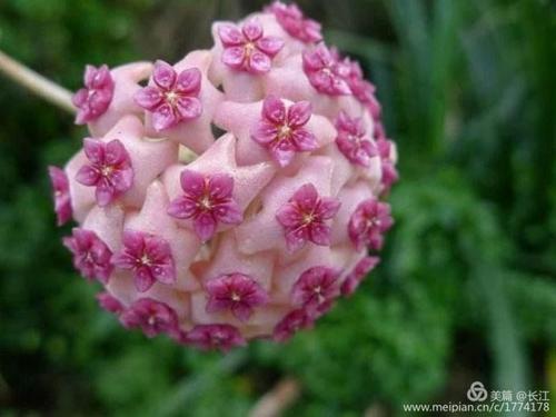 其它 球兰花开 写美篇     红叶球兰:为球兰的栽培品种.