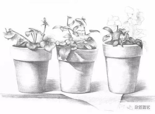 素描院内盆栽的绘画步骤七 8,按照同样的方法继续画另一盆植物的叶子