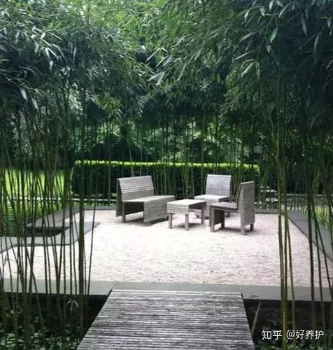 你们怎么在院子里种竹子呢?院子里有竹子水,上面写着: