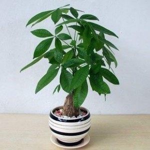 发财树的养殖方法