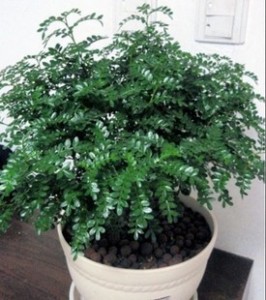 清香木的养殖方法和注意事项